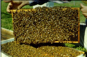 Are systemic pesticides to blame for honeybee colony collapse