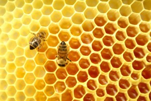 Europe Takes Action To Protect Bees But Where Is the EPA?