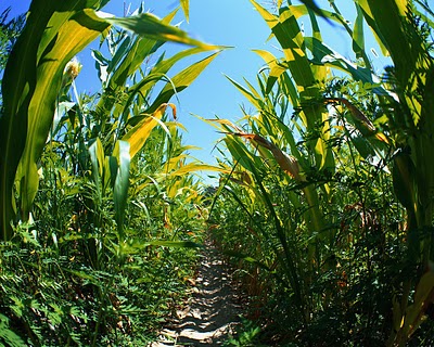 Mother Nature Outsmarts Monsanto Corn