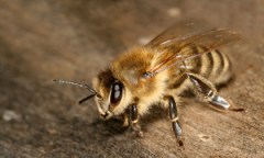 Worker bee.  Original by Makro Freak
