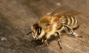 Apis_mellifera_carnica_worker_hive_entrance_3_scaled Original by Makro Freak