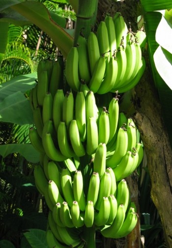 Bananas_in_Hawaii_scaled