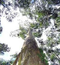 Eucalyptus