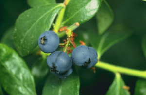 Blueberries_scaled