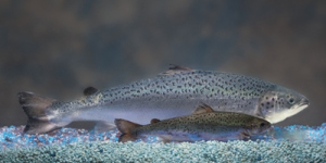AquAdvantage® salmon grows twice as fast as regular salmon.