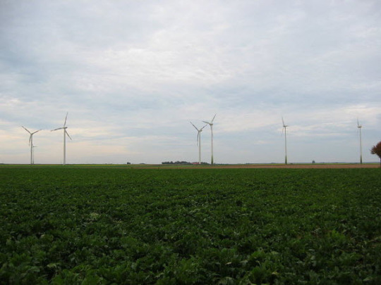 Sugar_beet_field_germany_600px
