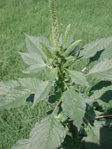 Amaranthus_palmeri_pigweed Amaranthus palmerii, pigweed, by Pompilid / Wikipedia