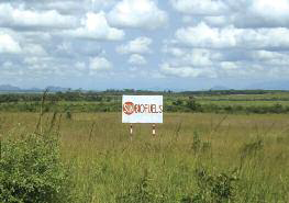 Jatropha project in Mozambique by Sun Biofuels.  Photo by Nilza Matavel