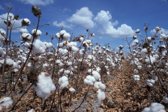 cotton field 600
