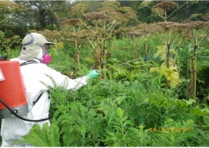 Spraying systemic herbicides to kill giant hogweed