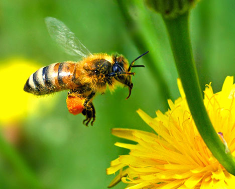 Is Bee Colony Collapse Disorder linked to GMOs?