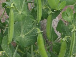 GM Peas – Now On Our Side of the Atlantic