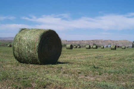Supreme Court Asked To Review GM Alfalfa Ban