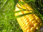Doubts About USDA’s Ability to Effectively Regulate Second Generation GMOs