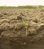 Ban On GE Sugar Beets Not Ruled Out, But Planting Goes Forward