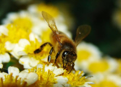 Latest USDA Research On Colony Collapse Disorder