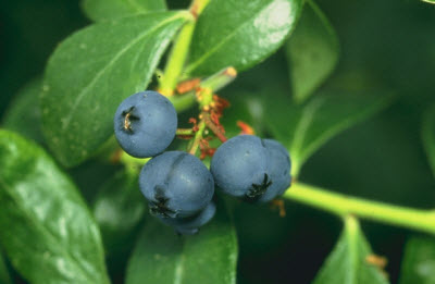 NJ Blueberry Farmers Get to Proceed With Lawsuit Against Novartis