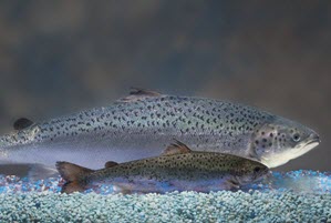 Would You Eat Genetically Altered Salmon?