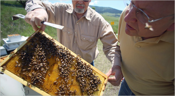 Honeybee Killer Found by University and Army Researchers