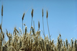 Monsanto Restarts Research On Genetically Engineered Wheat