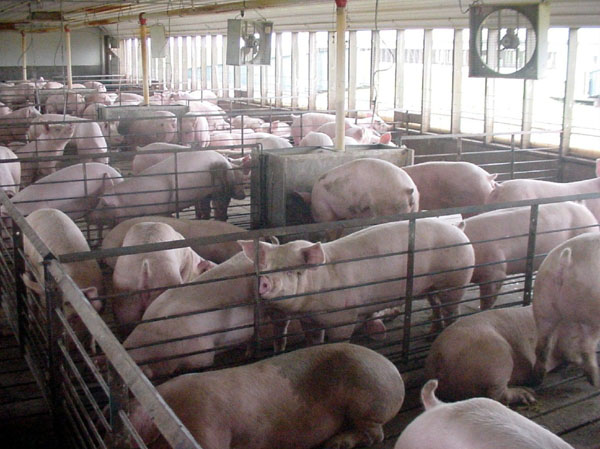 Factory Farms: Polluters Still Shielded From Regulation