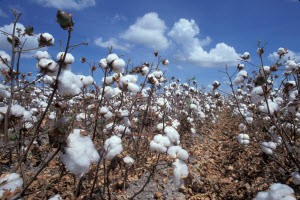 Losing The War On Weeds