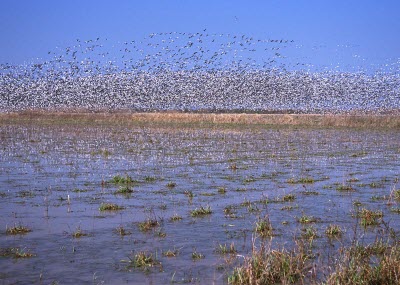 Halting Genetically Modified Crops in Wildlife Refuges