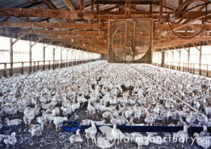Chickens raised for slaughter, CAFO.  Farm Sanctuary/Flickr.