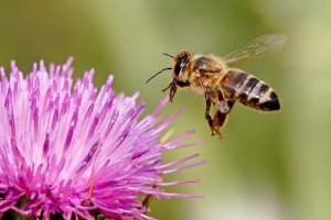 Bee-ware Of The Disappearing Honey Bees