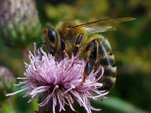 The Honeybee Disappearance: GMO Connection