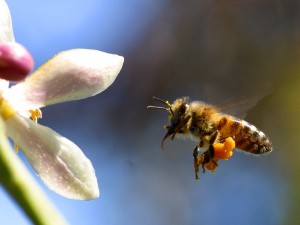 New Evidence Linking Systemic Pesticides To Bee Die Offs