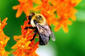 New Study Finds Combination of Pesticides Dangerous To Bumblebees