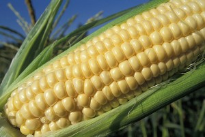 What GMO Consensus?